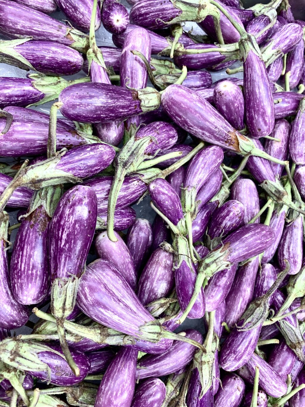 Full batch of Fairy Tale Eggplant