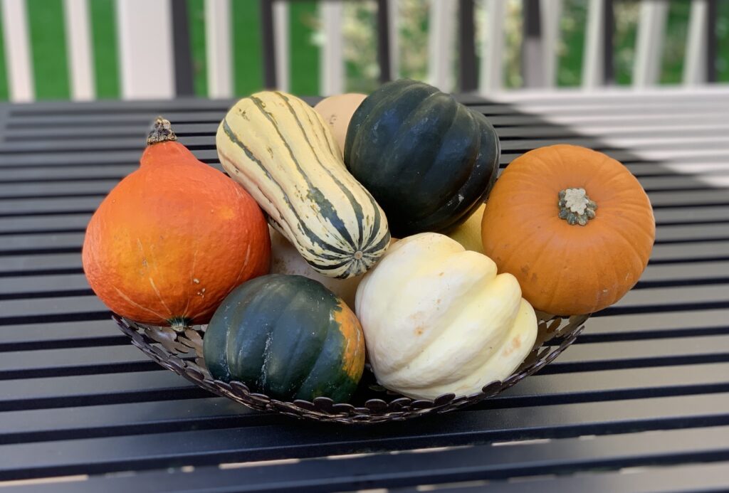 Variety of Squash - Delicata, Acorn, Butternut, Pumpkin, Kaboucha