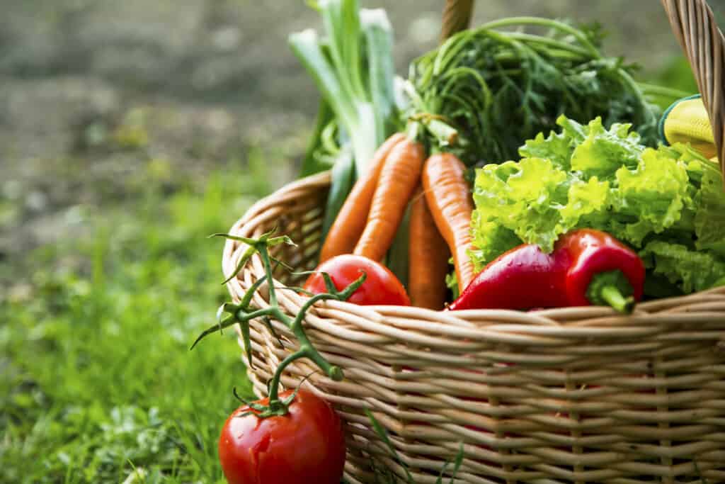 Fresh organic vegetables in basket freshly harvested from garden.