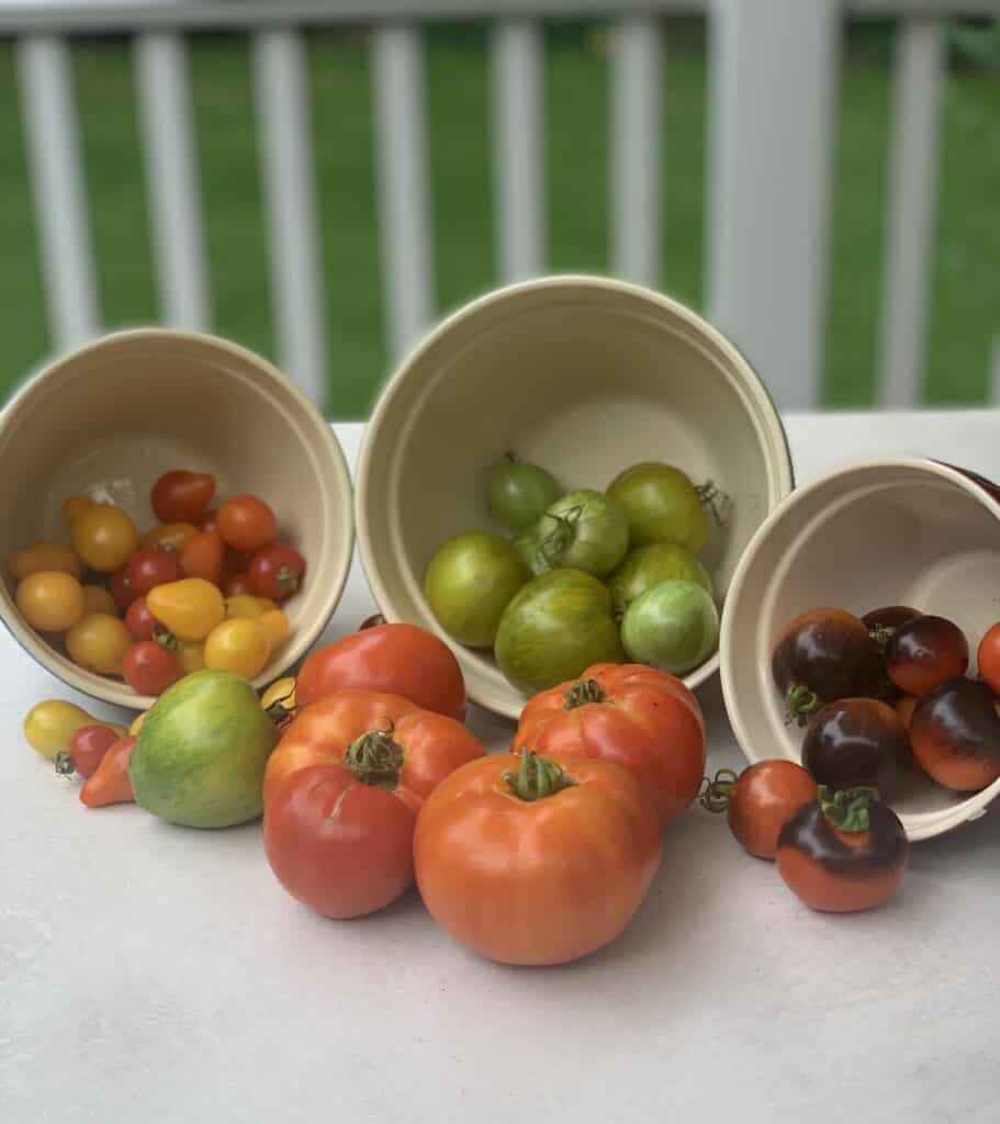 Assorted Tomatoes pictured freshly picked from the garden in 3 separate bowls