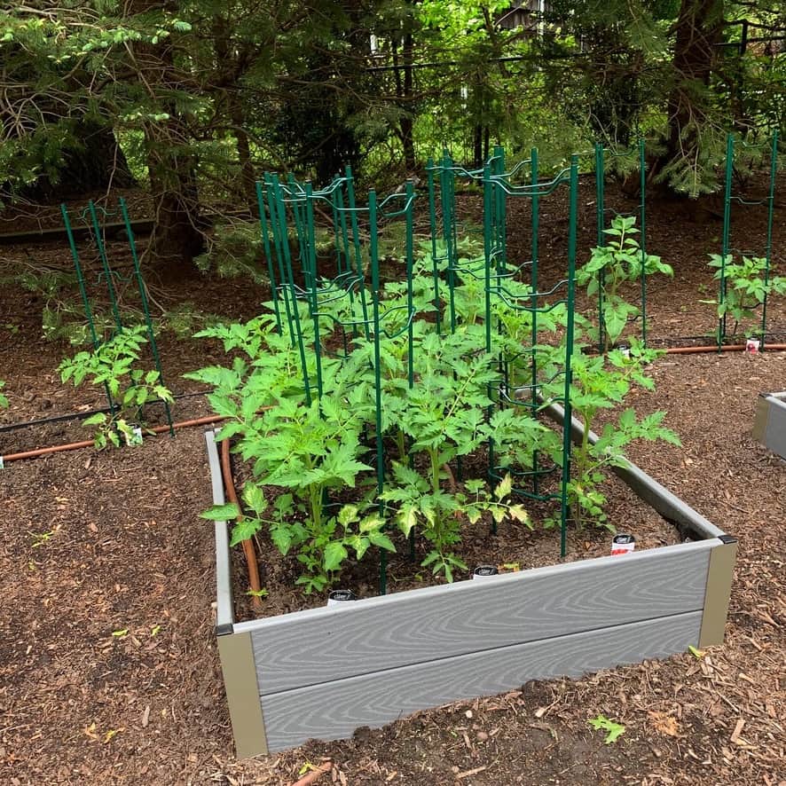 Chef Cindy's home garden - one of the raised garden beds with tomato plants