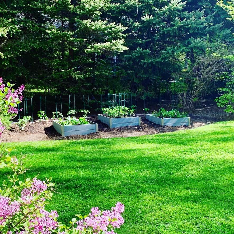 Chef Cindy's home garden pictured with 3 raised garden beds