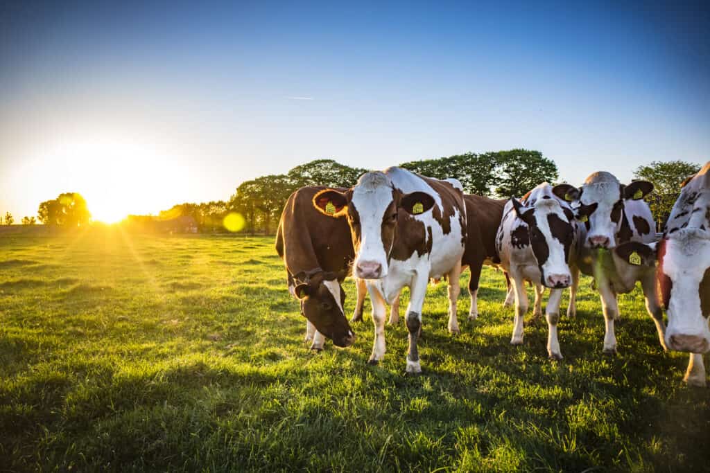 Cows grazing in a field with sun setting