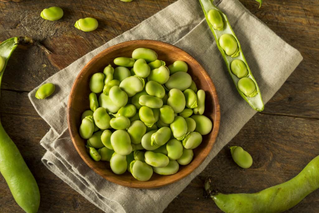 Raw Organic Fresh Green Fava Beans in pods and shelled
