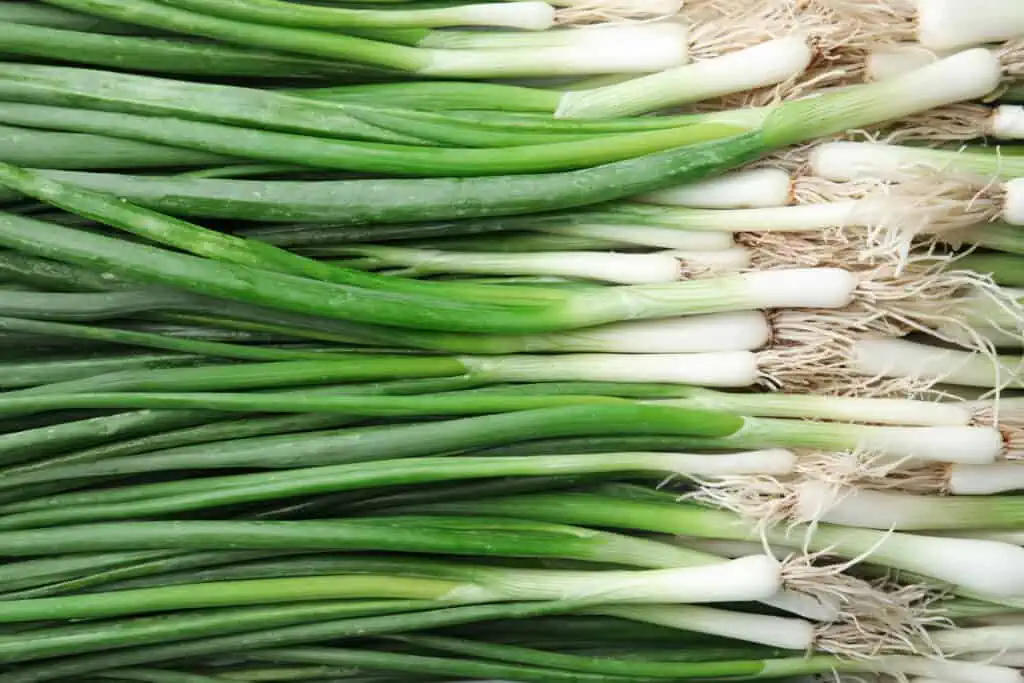 Bunch of fresh scallions filling image