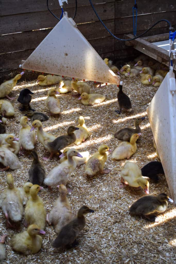 ducklings in a pen