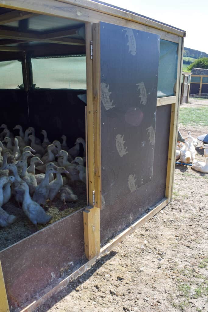 Farm shelter with ducks