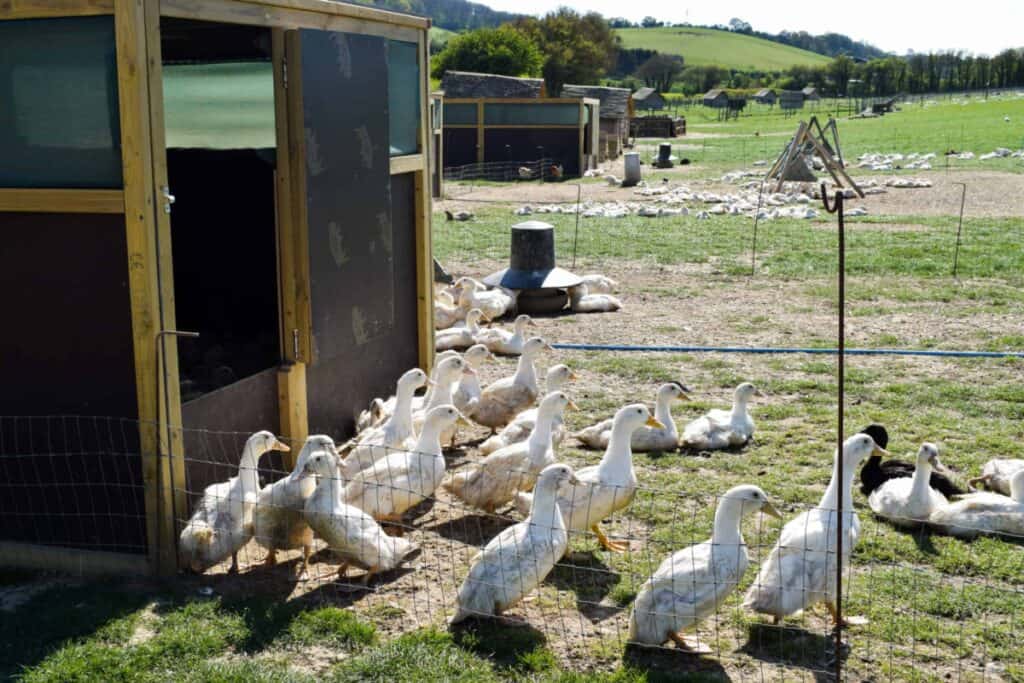 Ducks roaming in fenced in outdoor pen