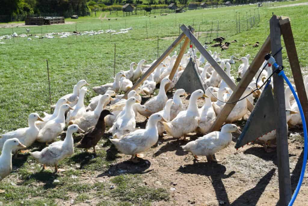 ducks gathered around water feeders