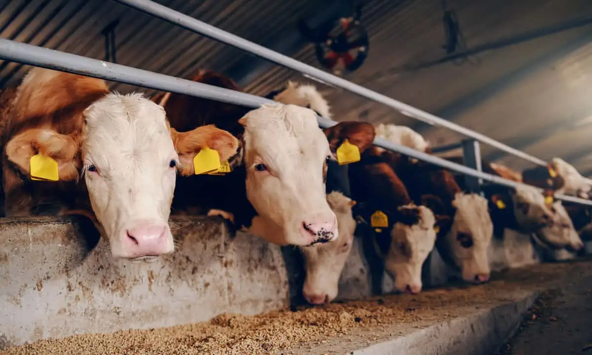 Calves on animal factory farm eating food. 